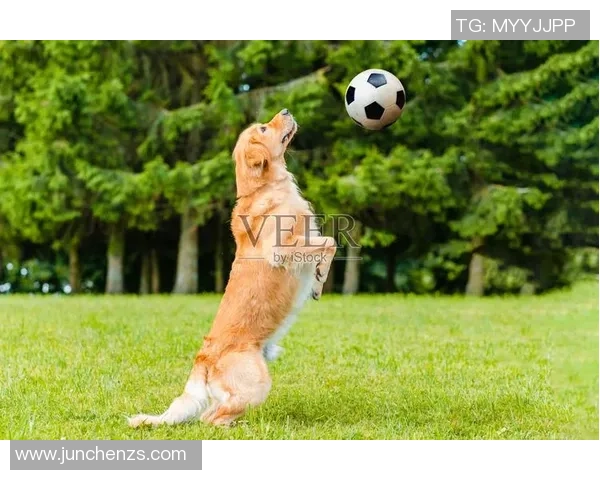 足球明星因涉嫌非法猎犬活动被警方拘捕引发社会广泛关注与讨论